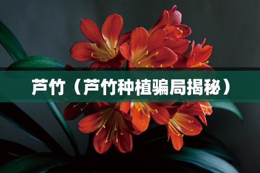 芦竹（芦竹种植骗局揭秘）