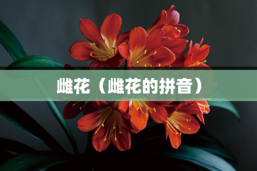 雌花（雌花的拼音）