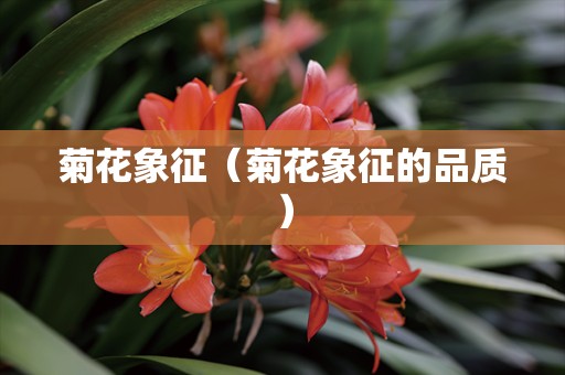 菊花象征（菊花象征的品质）