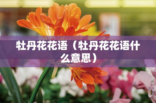 牡丹花花语（牡丹花花语什么意思）