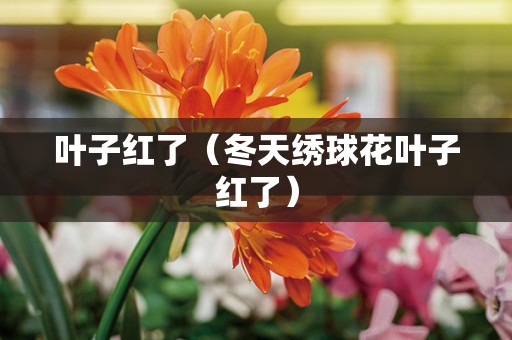 叶子红了（冬天绣球花叶子红了）