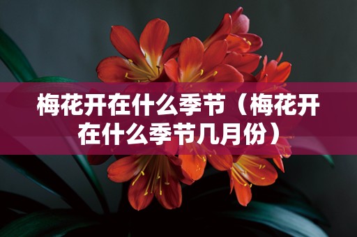 梅花开在什么季节（梅花开在什么季节几月份）