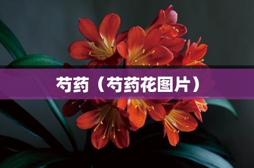 芍药（芍药花图片）