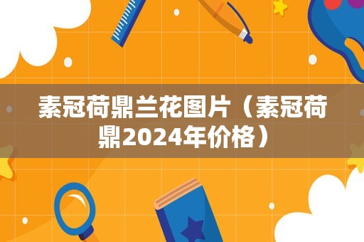 素冠荷鼎兰花图片（素冠荷鼎2024年价格）