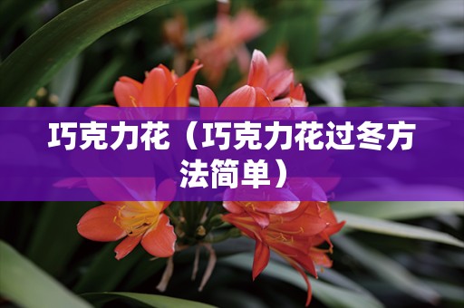 巧克力花（巧克力花过冬方法简单）