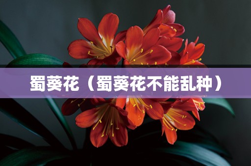 蜀葵花（蜀葵花不能乱种）