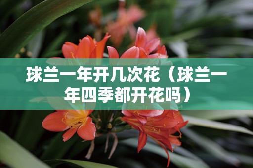 球兰一年开几次花（球兰一年四季都开花吗）