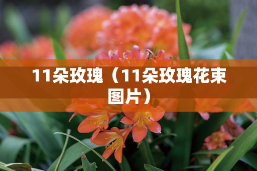 11朵玫瑰（11朵玫瑰花束图片）