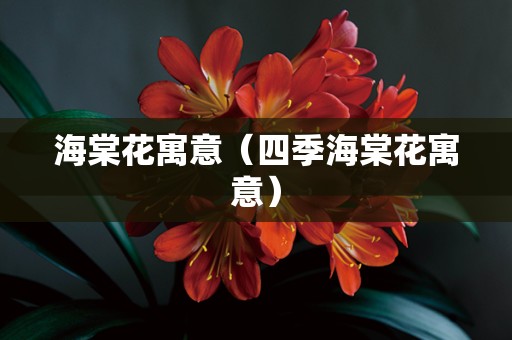 海棠花寓意（四季海棠花寓意）