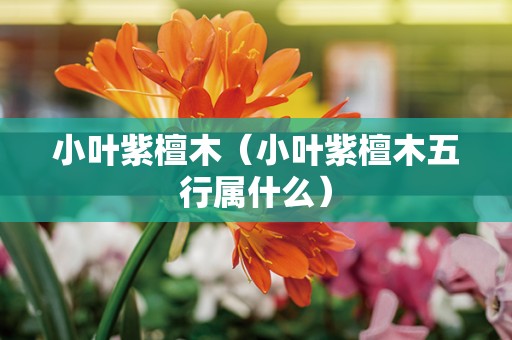 小叶紫檀木（小叶紫檀木五行属什么）