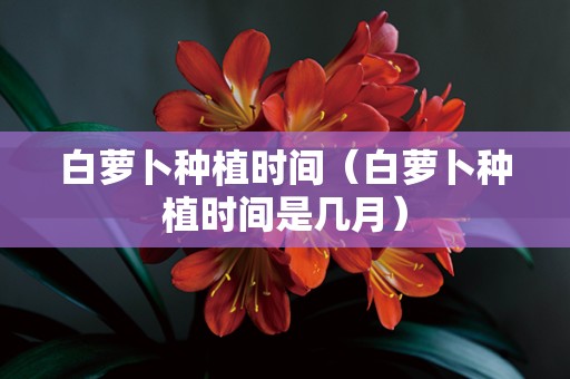 白萝卜种植时间（白萝卜种植时间是几月）