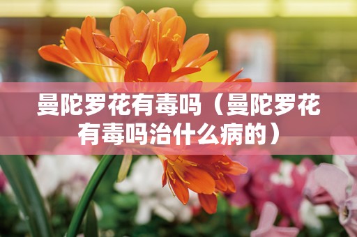 曼陀罗花有毒吗（曼陀罗花有毒吗治什么病的）