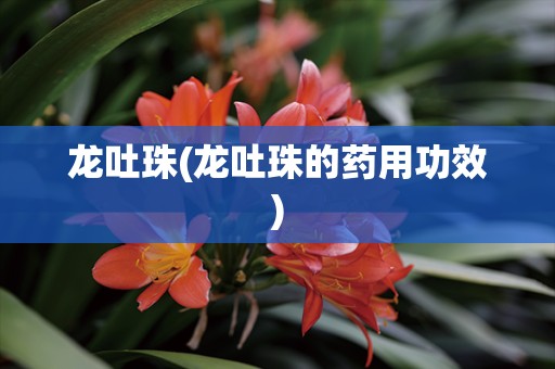 龙吐珠(龙吐珠的药用功效)