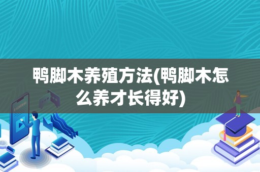 鸭脚木养殖方法(鸭脚木怎么养才长得好)