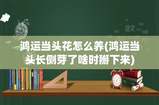 鸿运当头花怎么养(鸿运当头长侧芽了啥时掰下来)