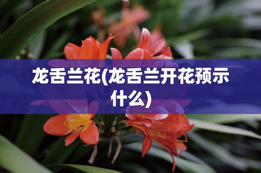 龙舌兰花(龙舌兰开花预示什么)