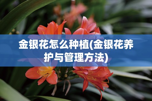 金银花怎么种植(金银花养护与管理方法)