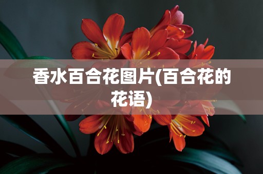 香水百合花图片(百合花的花语)