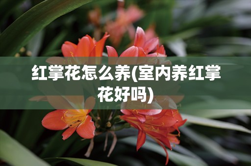 红掌花怎么养(室内养红掌花好吗)