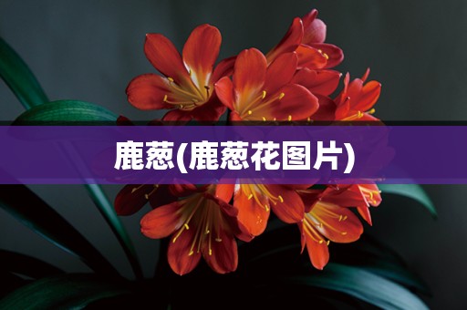 鹿葱(鹿葱花图片)