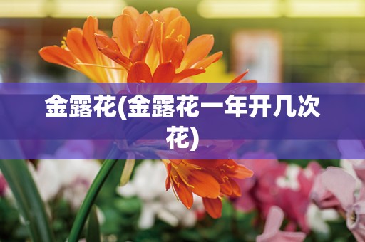 金露花(金露花一年开几次花)