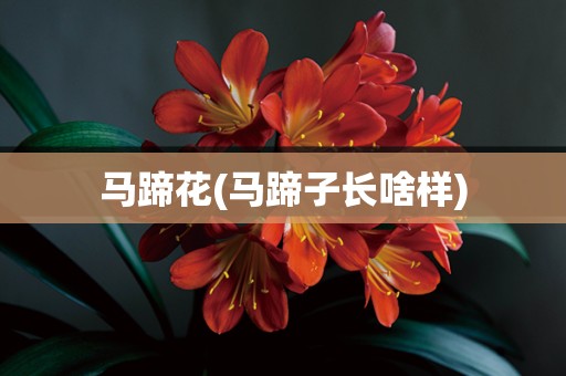 马蹄花(马蹄子长啥样)