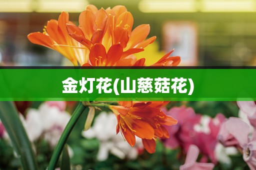 金灯花(山慈菇花)