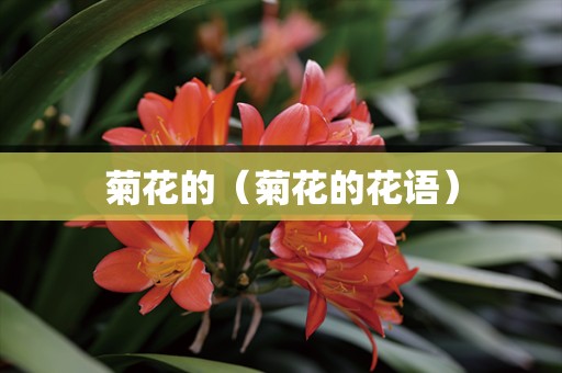 菊花的（菊花的花语）