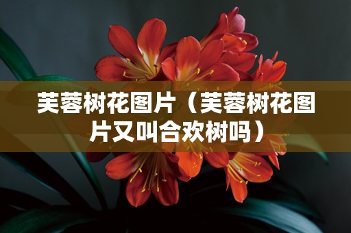 芙蓉树花图片（芙蓉树花图片又叫合欢树吗）