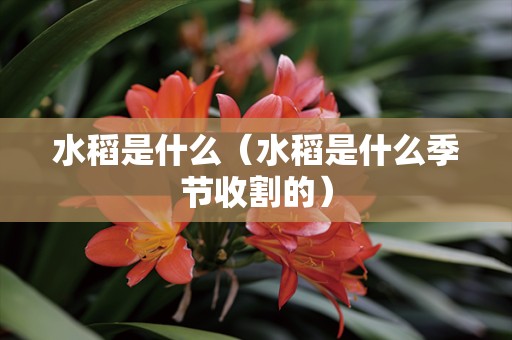 水稻是什么（水稻是什么季节收割的）