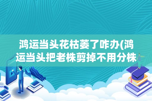 鸿运当头花枯萎了咋办(鸿运当头把老株剪掉不用分株)