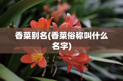 香菜别名(香菜俗称叫什么名字)