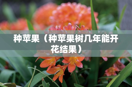 种苹果（种苹果树几年能开花结果）