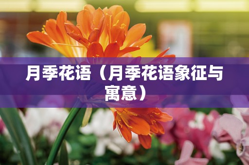 月季花语（月季花语象征与寓意）