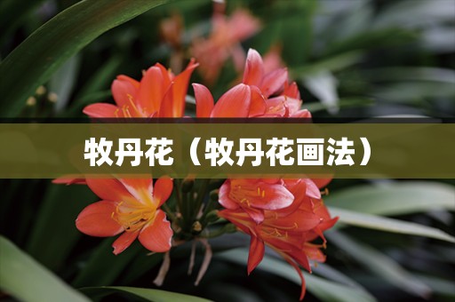 牧丹花（牧丹花画法）