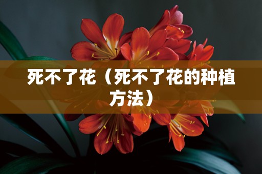 死不了花（死不了花的种植方法）