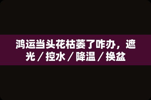 鸿运当头花枯萎了咋办，遮光／控水／降温／换盆