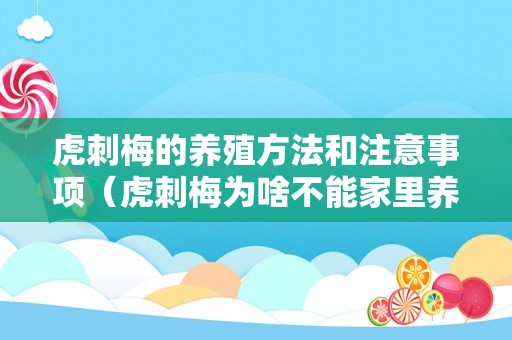 虎刺梅的养殖方法和注意事项（虎刺梅为啥不能家里养）